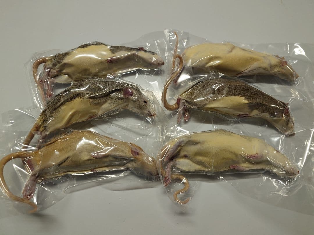 個包装 冷凍ラット260~300g 30匹