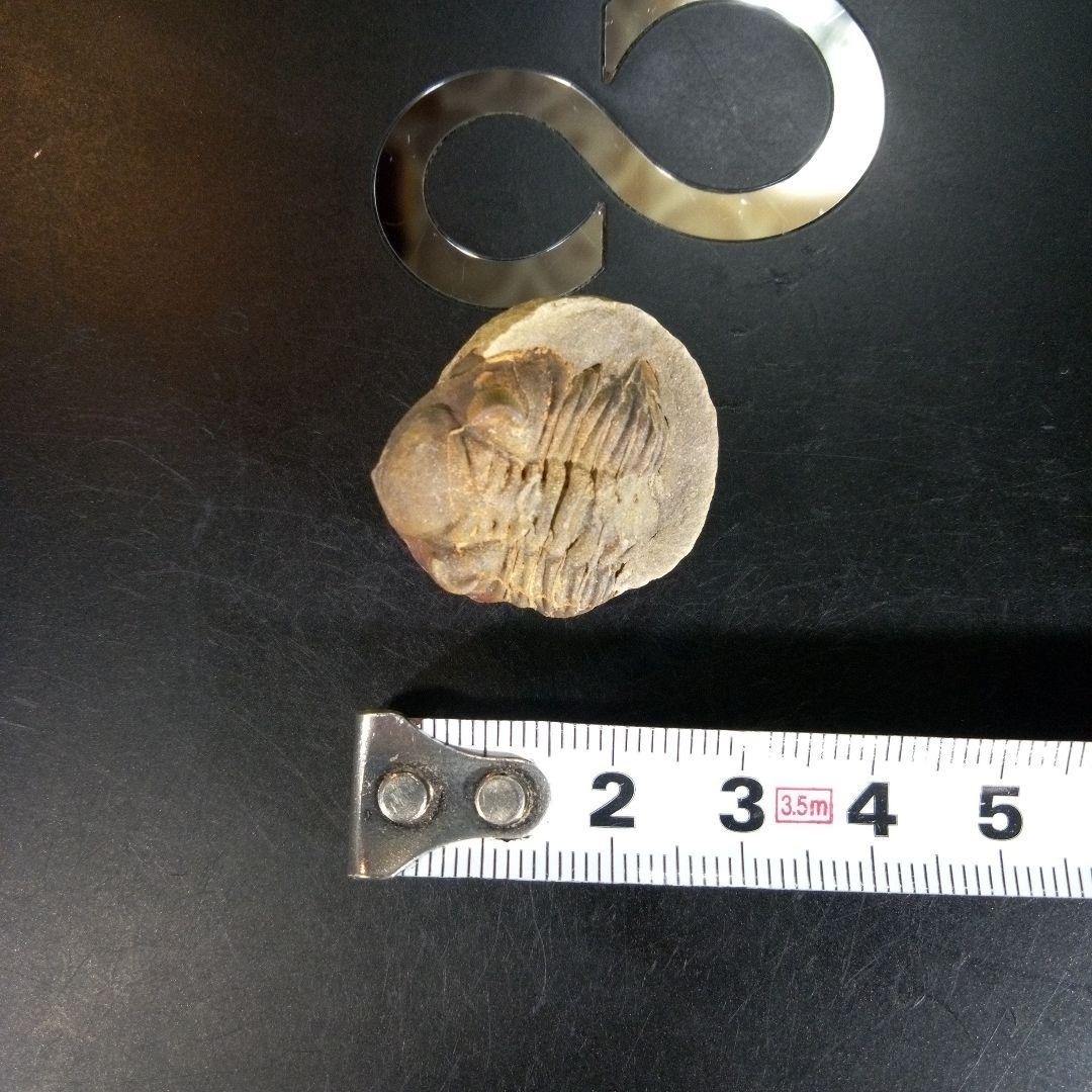 三葉虫　化石　fossil　ボリビア産　trilobite　海生動物個体④