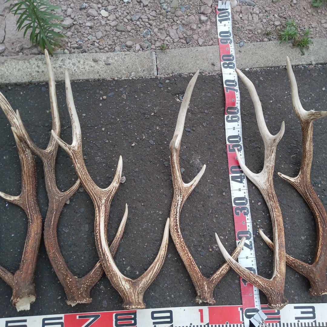 S*i様 天然蝦夷鹿の角　犬用おもちゃ 工芸品などに　５番