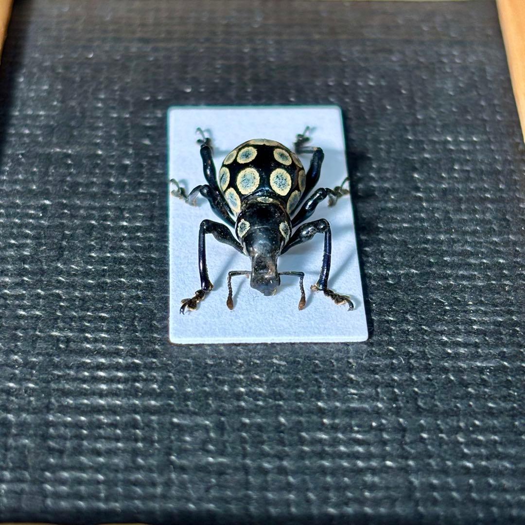 花柄模様のカタゾウムシ【標本】