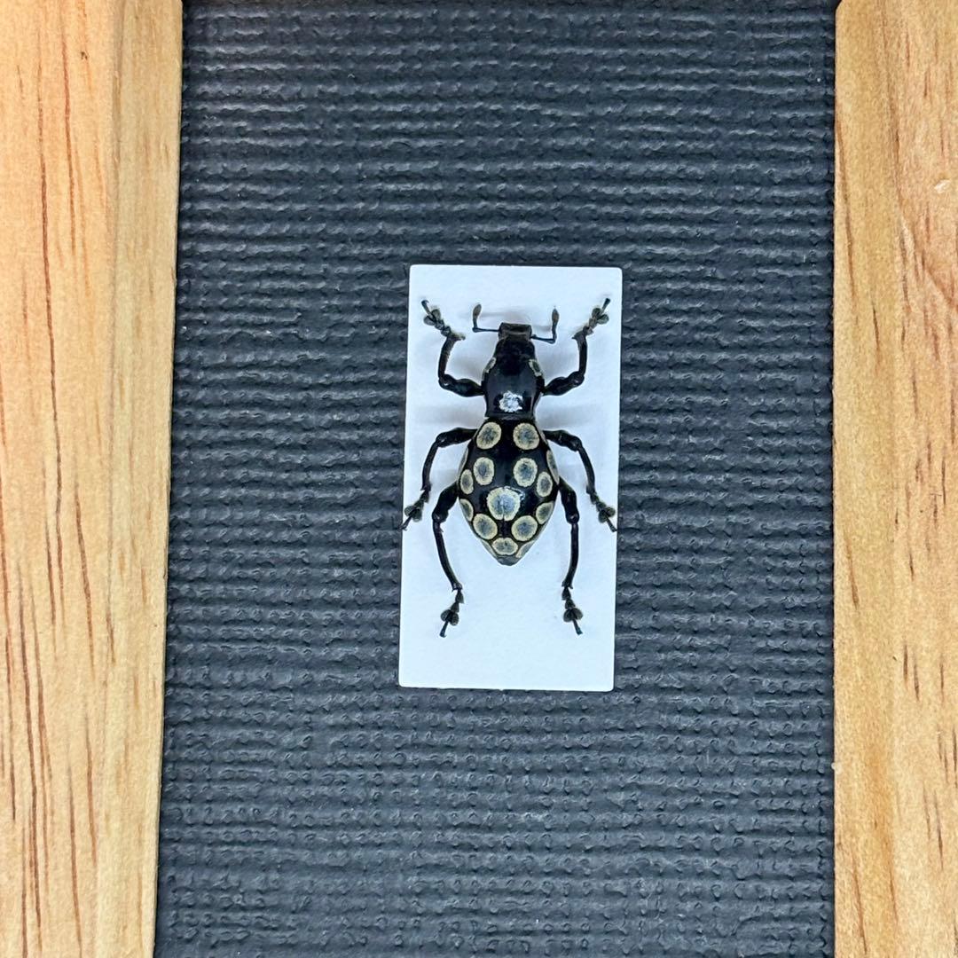 花柄模様のカタゾウムシ【標本】