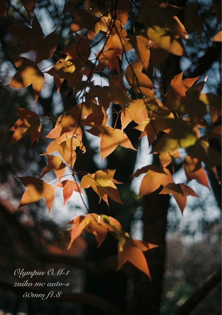 入門に★OLYMPUS OM-1/レンズセット★作例多数＊初期保証＊美品＊完動品