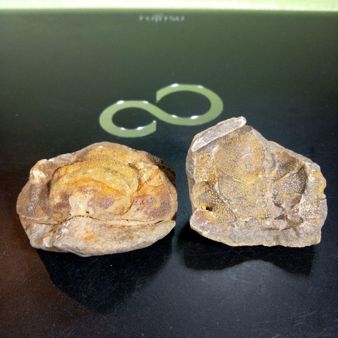 三葉虫　化石　fossil　海　ボリビア産　trilobite　ボリビア化石郡③