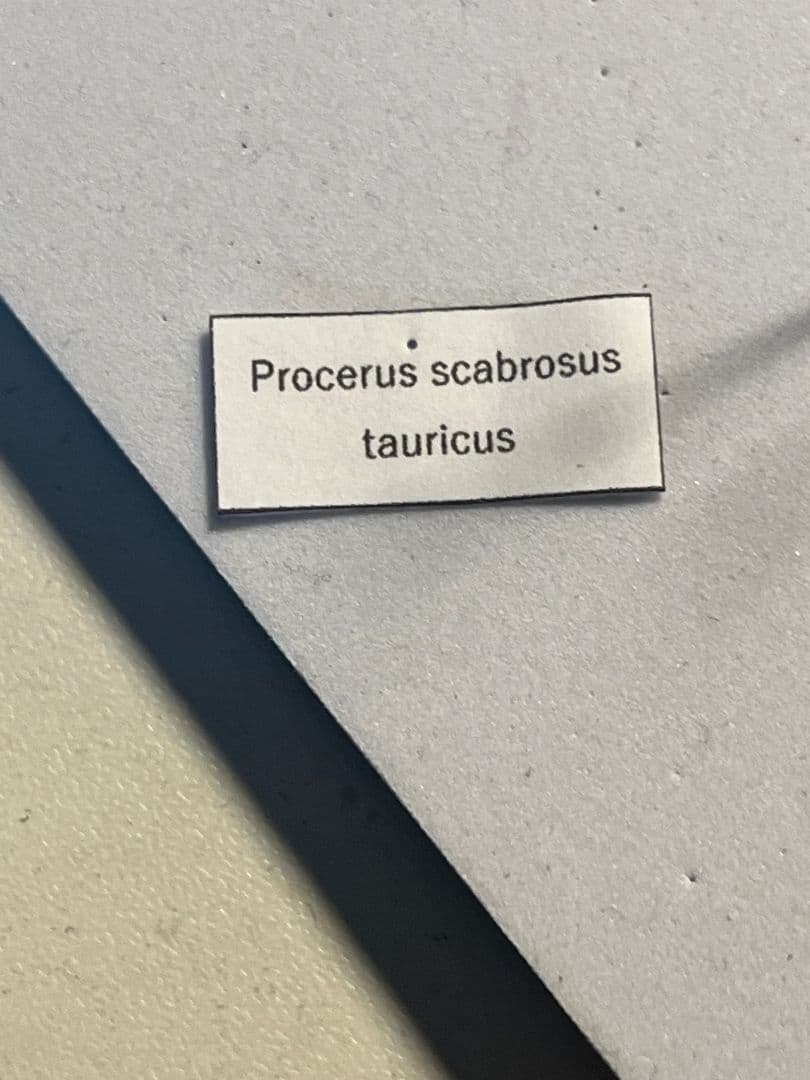 【41mm】イボハダオサムシ 標本イカブリ ハンミョウ アイヌキンオサムシ