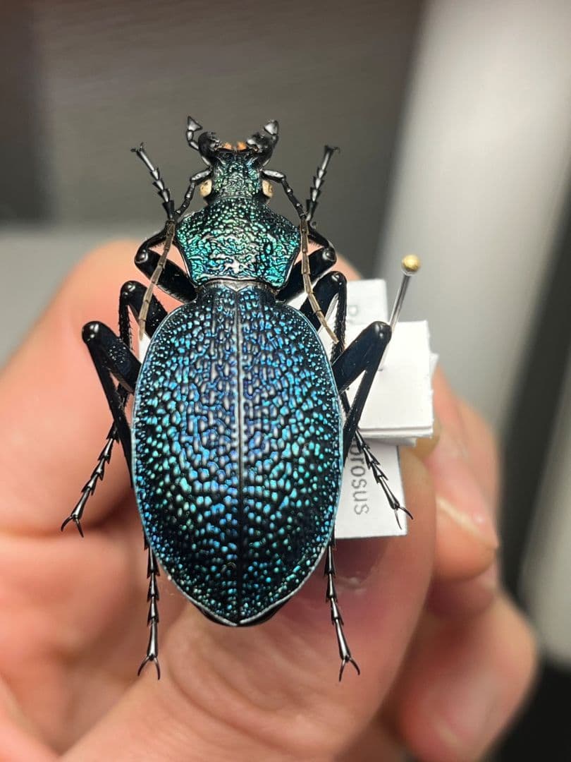 【41mm】イボハダオサムシ 標本イカブリ ハンミョウ アイヌキンオサムシ