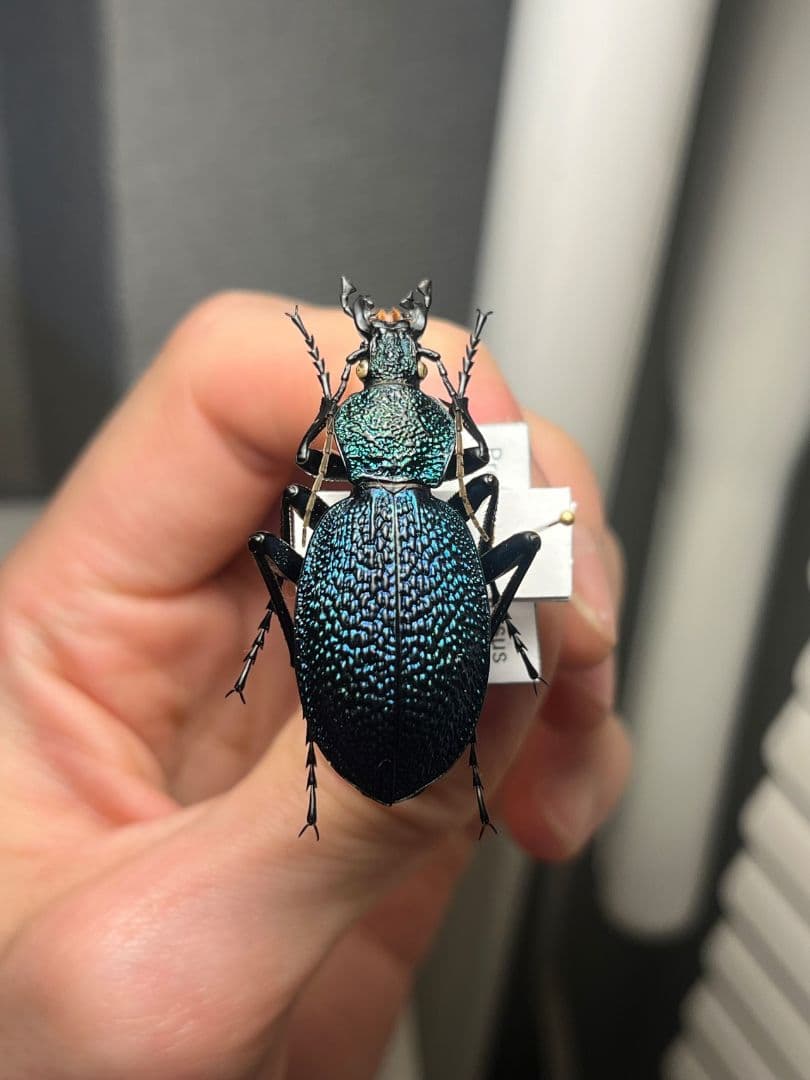 【41mm】イボハダオサムシ 標本イカブリ ハンミョウ アイヌキンオサムシ