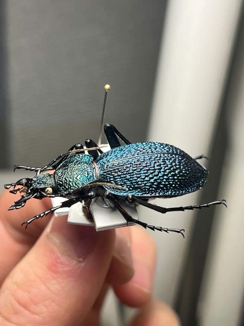 【41mm】イボハダオサムシ 標本イカブリ ハンミョウ アイヌキンオサムシ