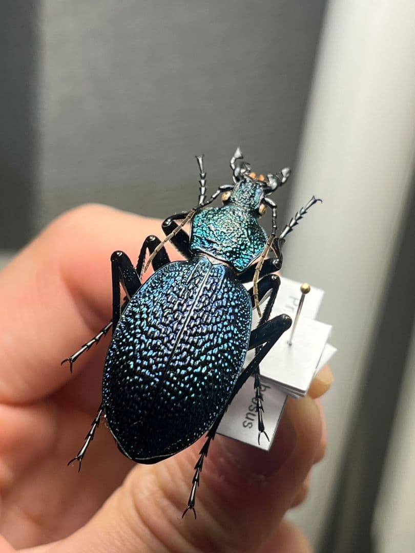 【41mm】イボハダオサムシ 標本イカブリ ハンミョウ アイヌキンオサムシ