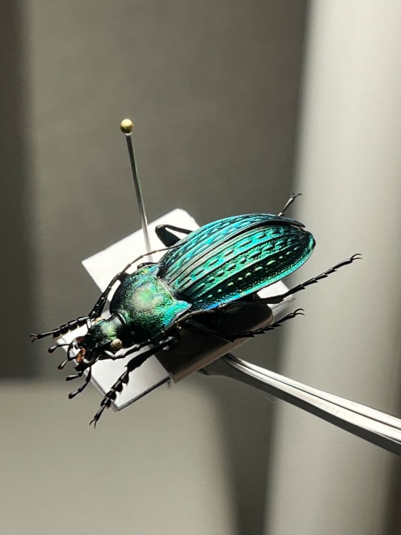 【29mm】コブスジキンイロオサムシ エリスカブリモドキ オサムシ標本