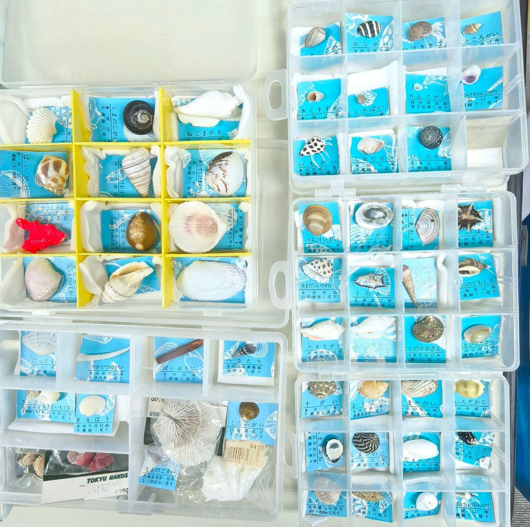 貝殻標本 貝殻 大量セット 海洋資料 研究材料