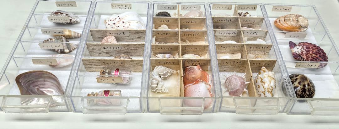 貝殻標本 貝殻 大量セット 海洋資料 研究材料
