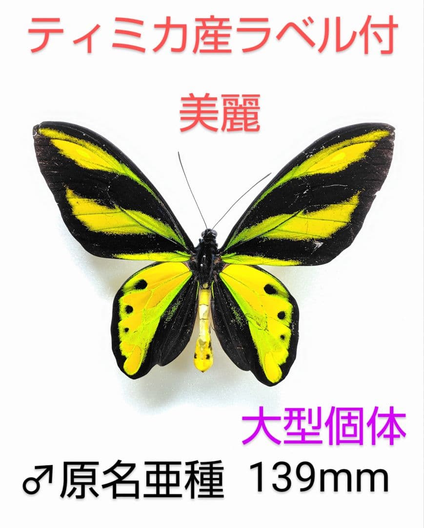 チトヌストリバネアゲハ♂標本ティミカ産大型美麗個体 139mm 迫力