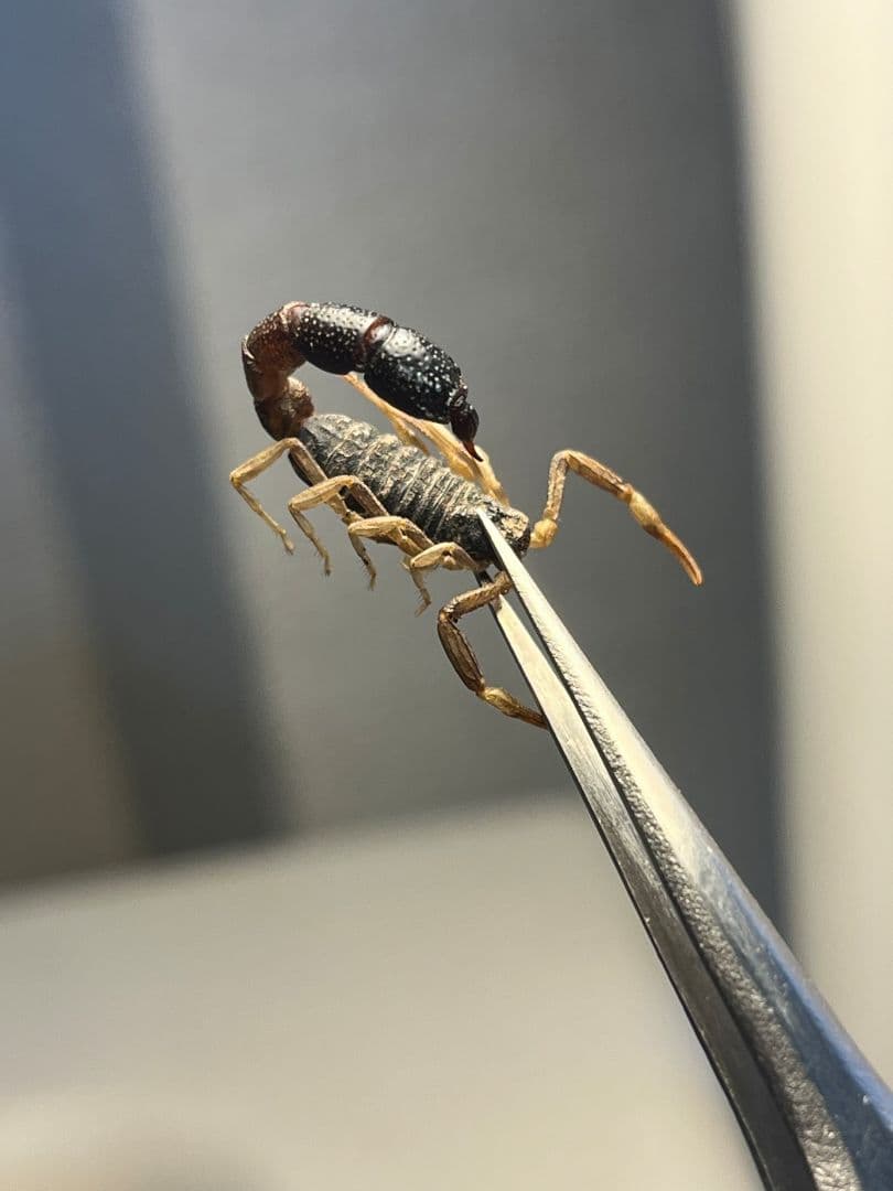 【噂ノ蠍】ピラーテイルスコーピオン サソリ キョクトウサソリ 標本　ムカデ