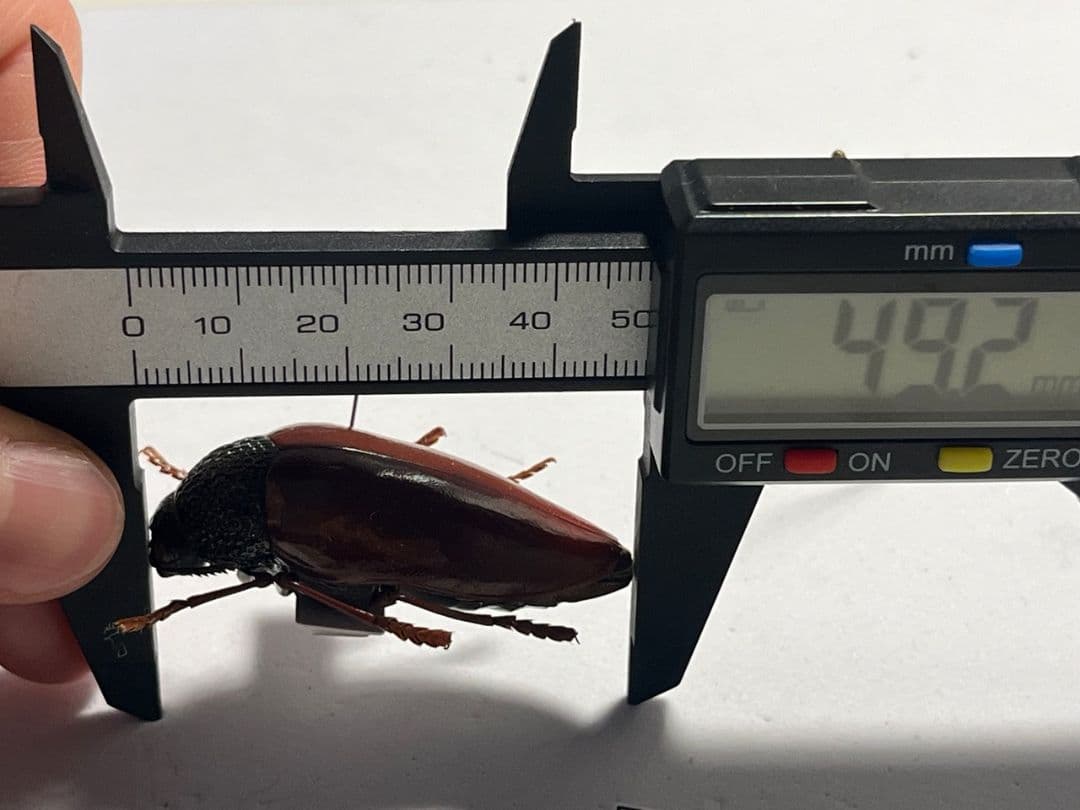 【49mm】チャイロフトタマムシ フトタマムシ スハンダエ プラチナコガネ 標本