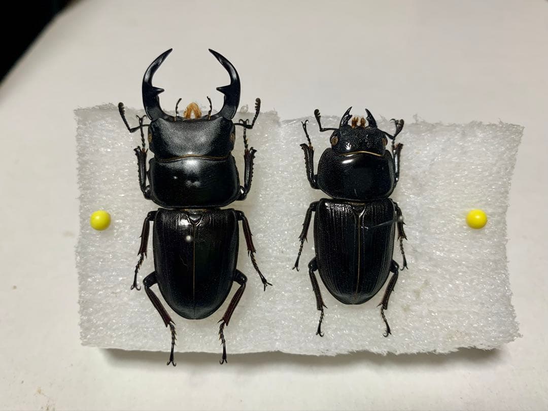 オオクワガタ　幼虫採集品