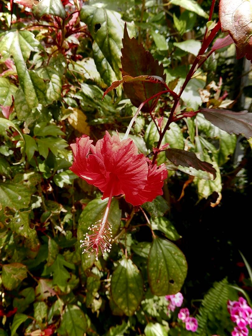 う*ん様 NikonCOOLPIXA900⭐️デジタルカメラ/ケース付/