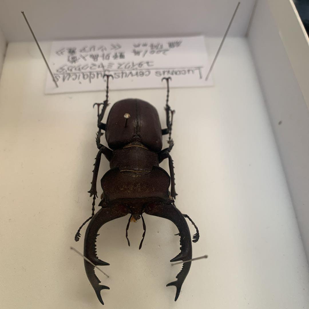 Ｌucanus cervus  judaicus 雄74㍉野外品