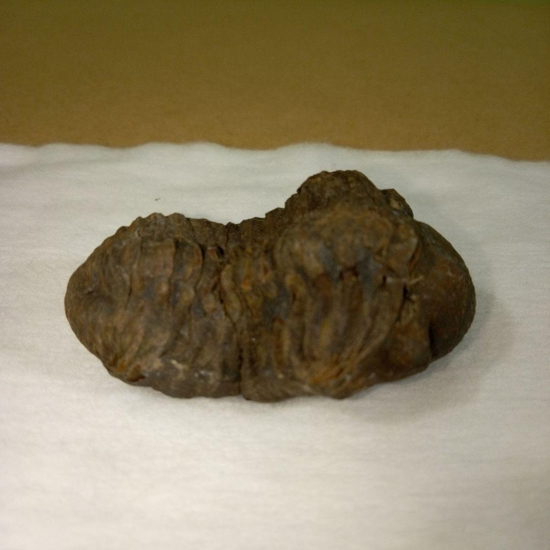 三葉虫　化石　三葉虫化石　究極のレトロ　fossil　ボリビア産　化石管理番号④