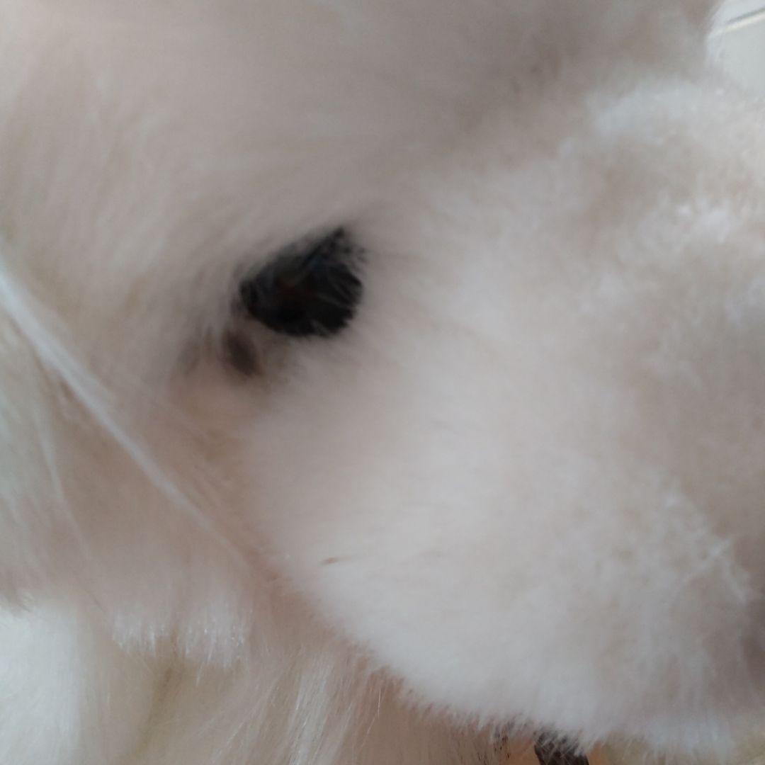 kei 様　　三英　グレートピレニーズ　レトロ　日本製アクリル７０センチ　特大