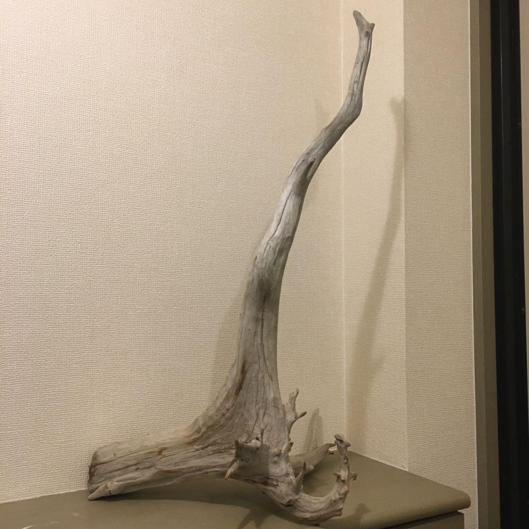 流木　自立　アク抜済み爬虫類 シェルター 登り木 上り木 テラリウム 苔リウム