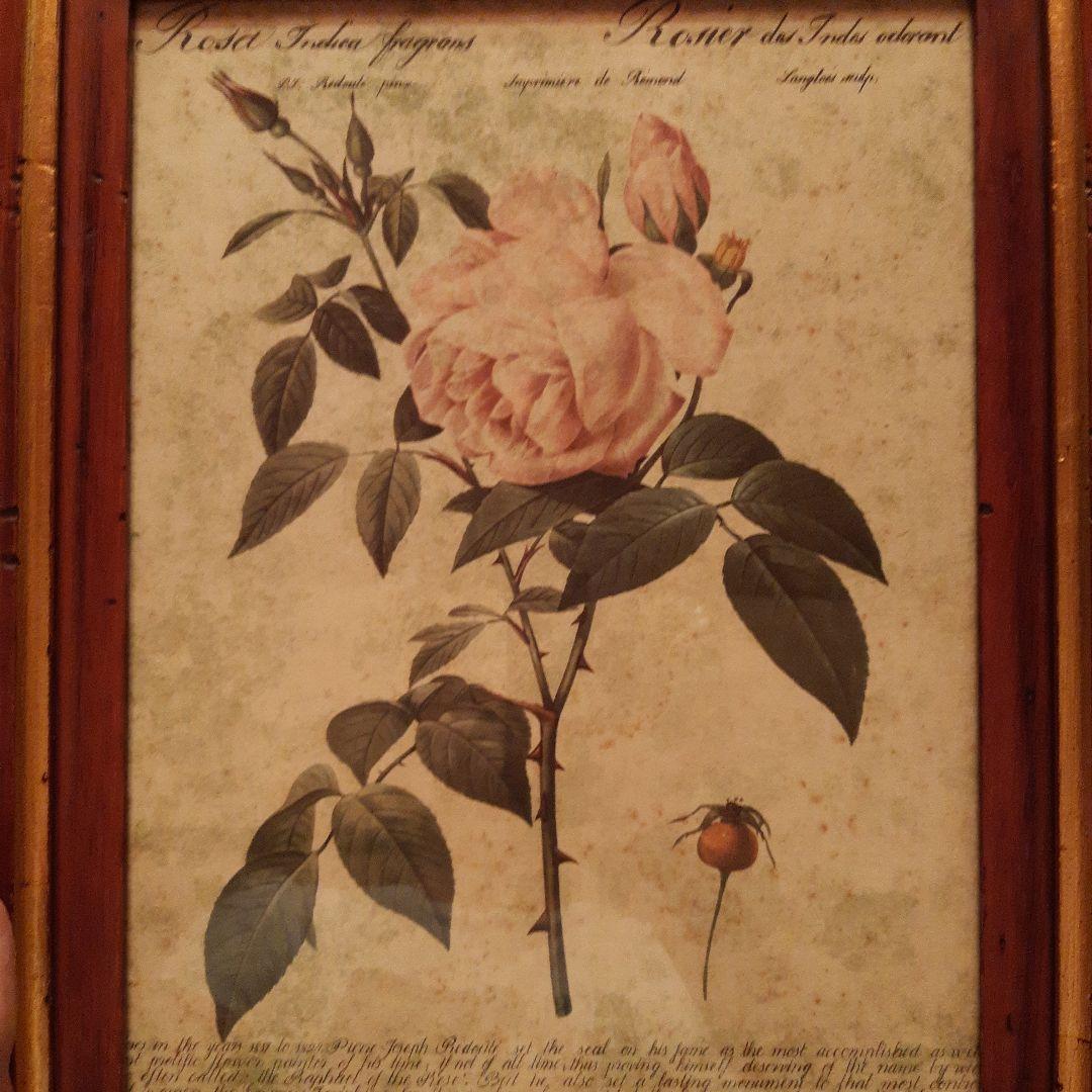 P.J.ルドゥーテ　薔薇　プリント　絵　額