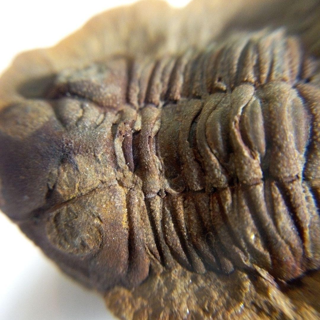 三葉虫　化石　三葉虫化石　究極のレトロ　fossil　ボリビア産　化石管理番号⑥