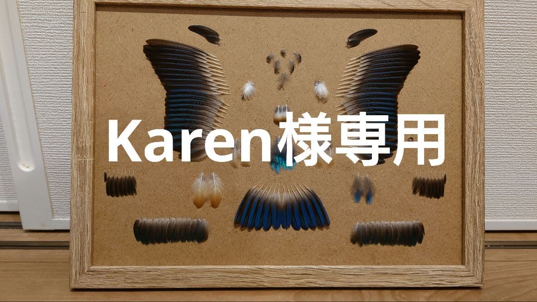 カワセミの羽標本