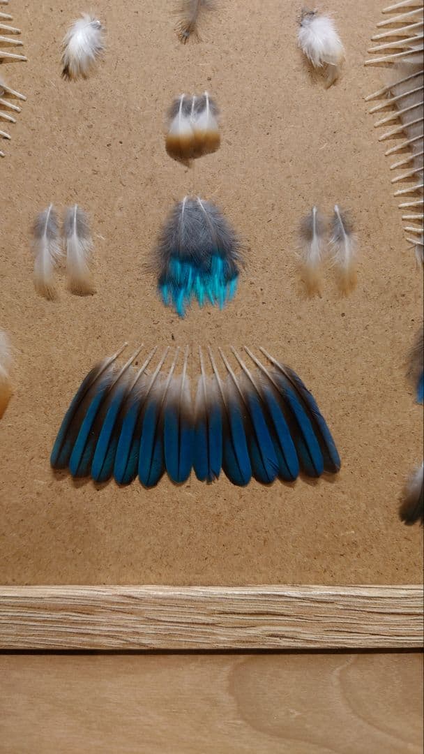 カワセミの羽標本