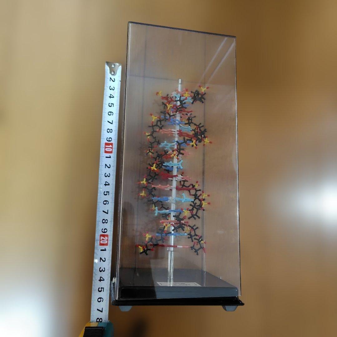 HGS DNA model MARUZEN　二重螺旋モデル　丸善