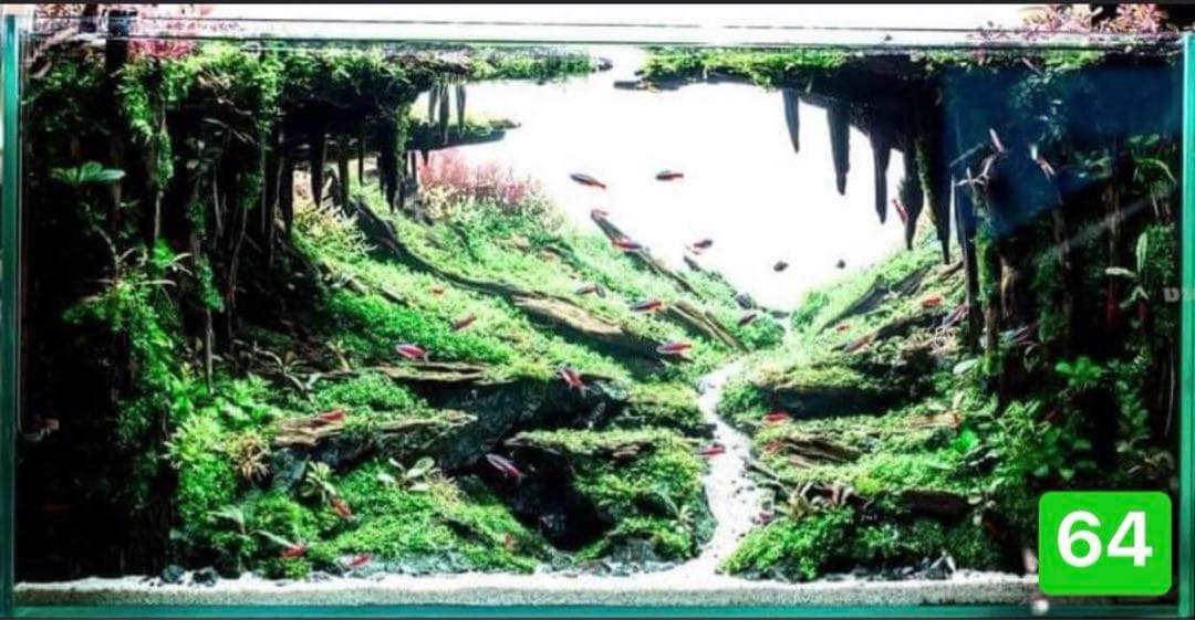 盆栽流木　　水草用の 流木。流木アクアリウム　パルダリウム　マシンガンウッド