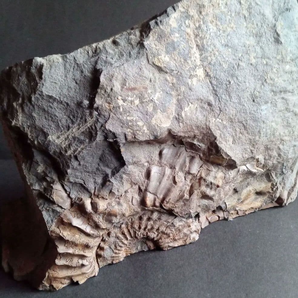 九州産　アンモナイト　プロテキサナイテス　超特大　希少　博物館展示級