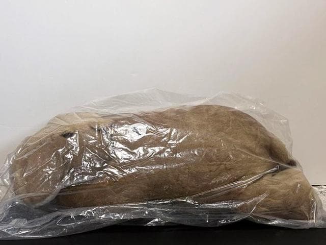 66000円stiff シュタイフ カバのモッキー 80cmぬいぐるみ