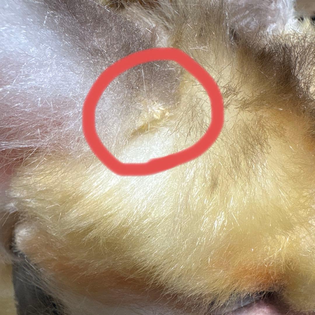 最終値下げ 作家 アートドール フェネコ ぬいぐるみ