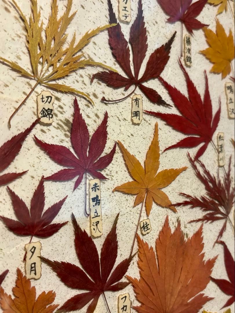 紅葉 額装 川原田邦彦 茂木愛子 2010年制作