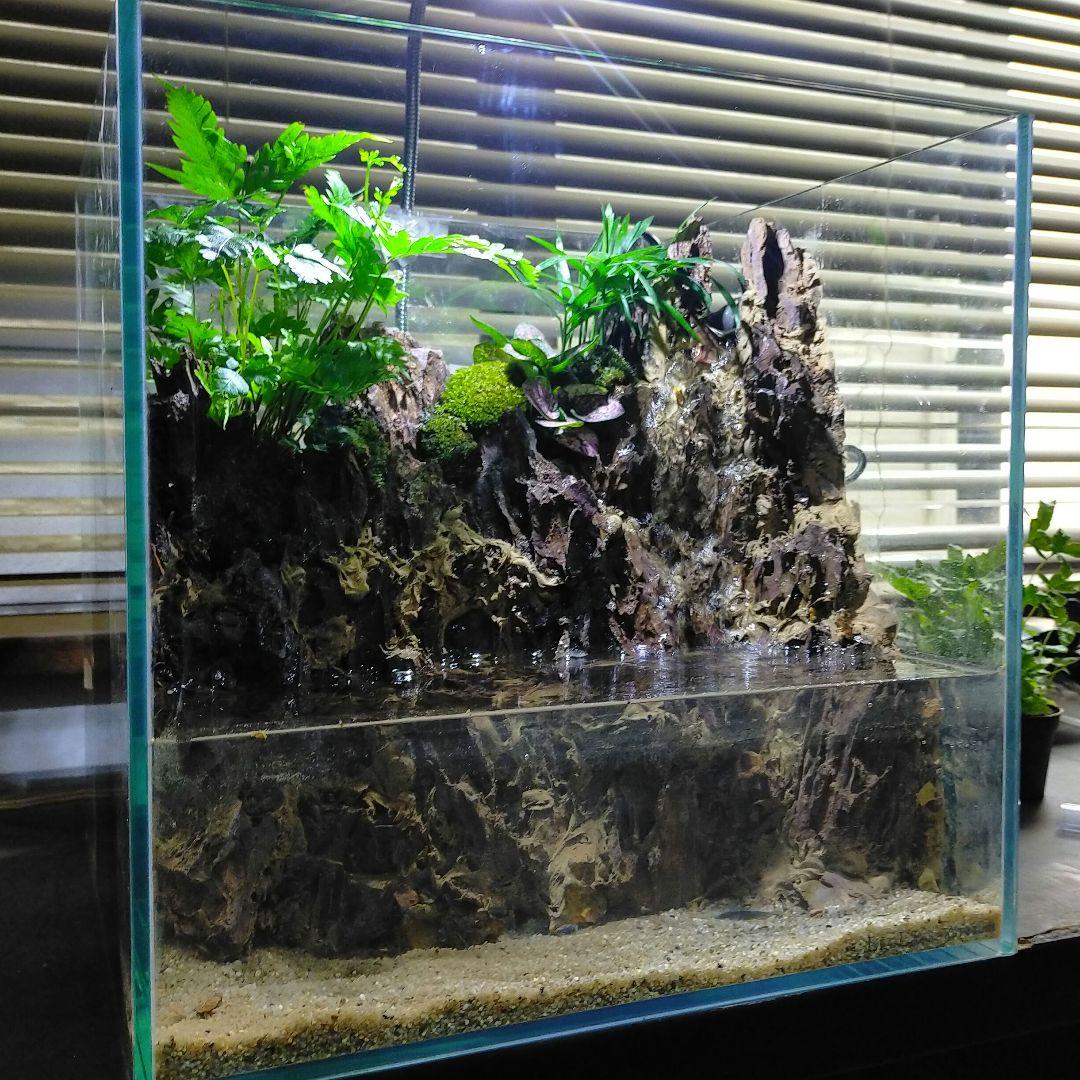 滝の流れるアクアテラリウム　イモリウム　No.1139
