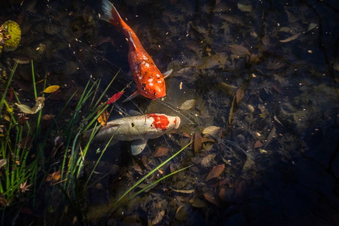 超希少 最初期型 13枚羽 Helios-44 58mm f2 ヘリオス 3