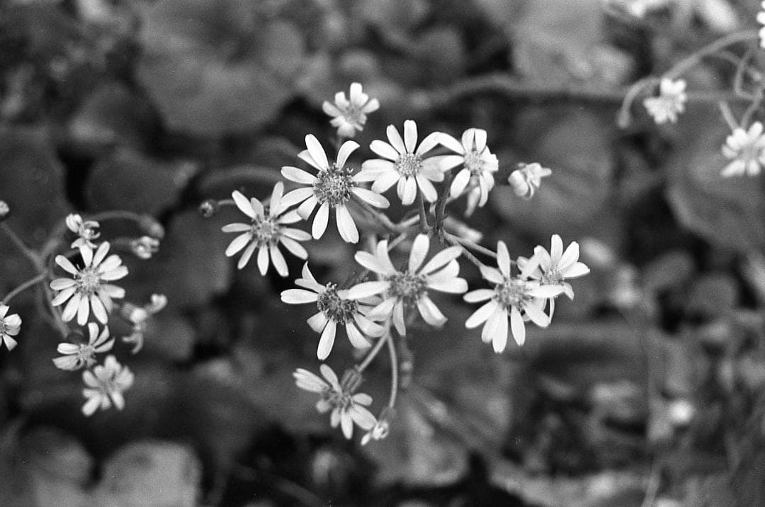 整備済完動品 Canon AE-1 PROGRAM + NEW FD 50mm