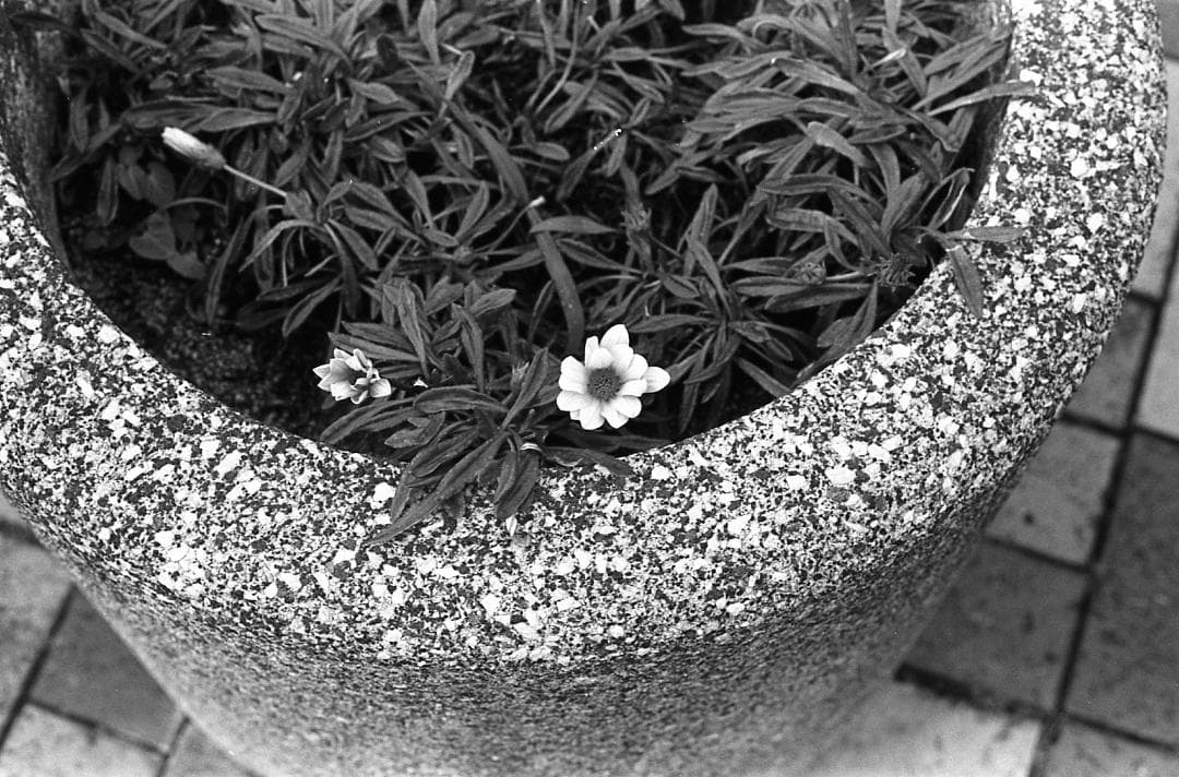 整備済完動品 Canon AE-1 PROGRAM + NEW FD 50mm