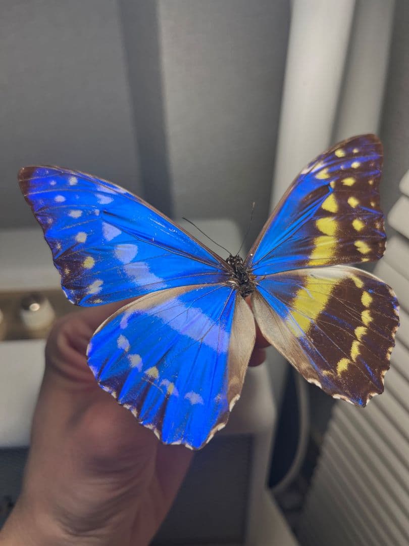 キプリスモルフォ レテノールモルフォ蝶 蛾ピカソモスモルフォチョウMorpho