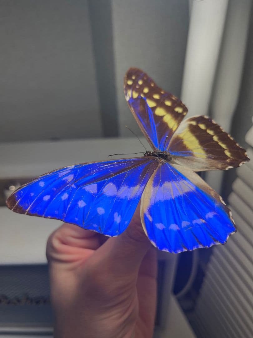 キプリスモルフォ レテノールモルフォ蝶 蛾ピカソモスモルフォチョウMorpho