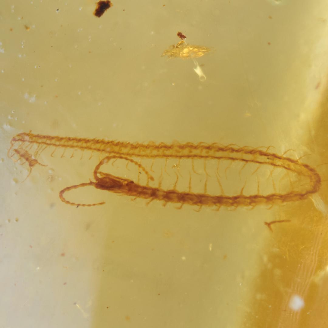 レア極上品 PA0002虫入り琥珀化石　ミャンマーカムティかタナイ9900万年前