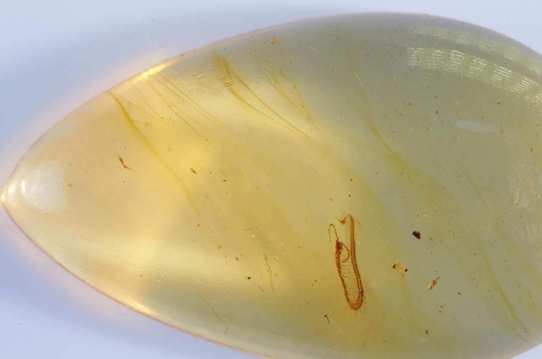 レア極上品 PA0002虫入り琥珀化石　ミャンマーカムティかタナイ9900万年前