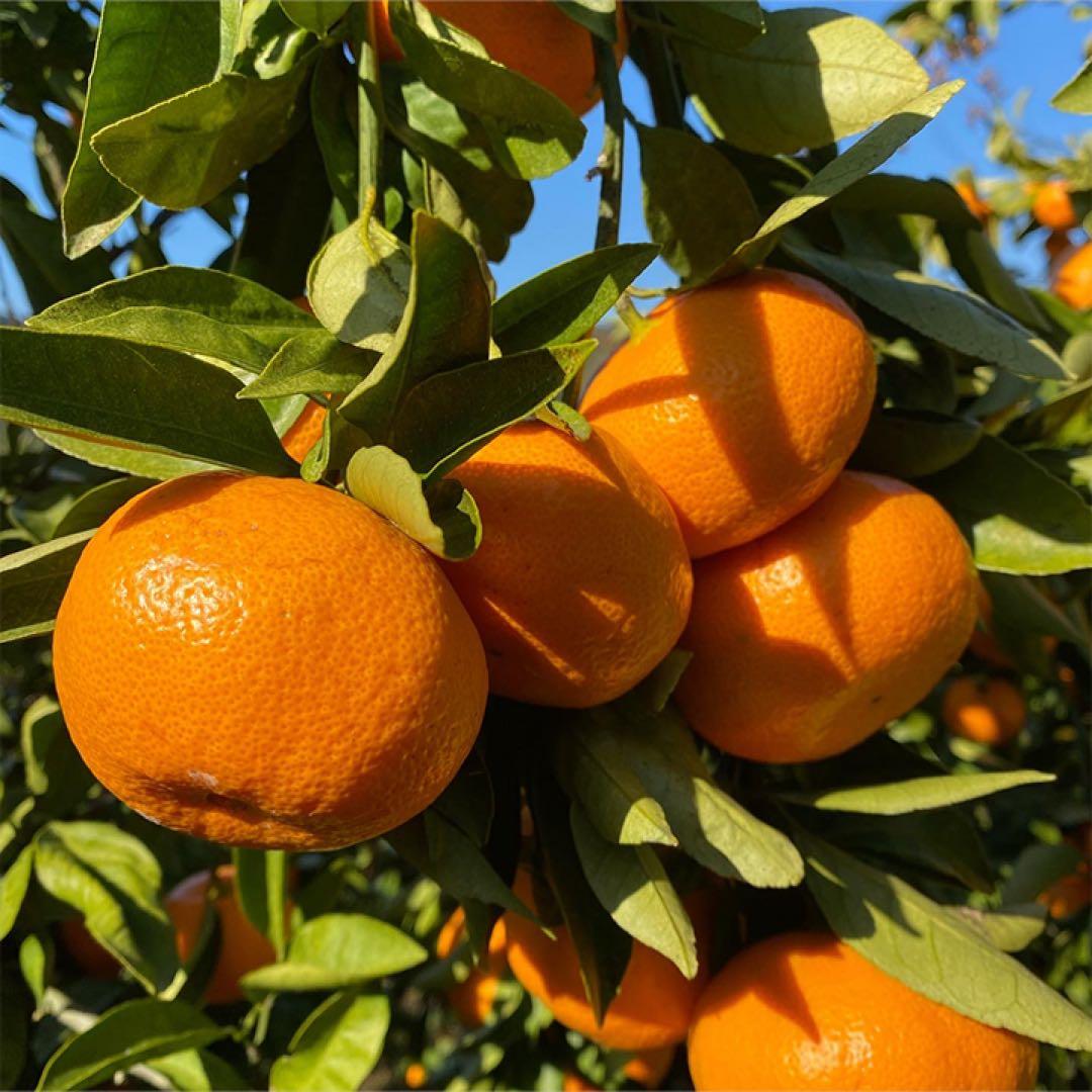 愛媛産 無添加 100%ストレートみかんジュース＆ポンカンジュース 12本セット