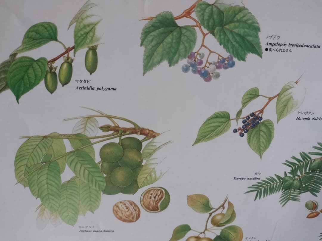 BE-PAL ビーパル カレンダー 新品未使用 1991年植物編 ヴィンテージ