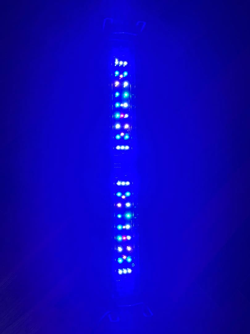 ボルクスジャパン　Grassy Wing2 マリン　60センチ