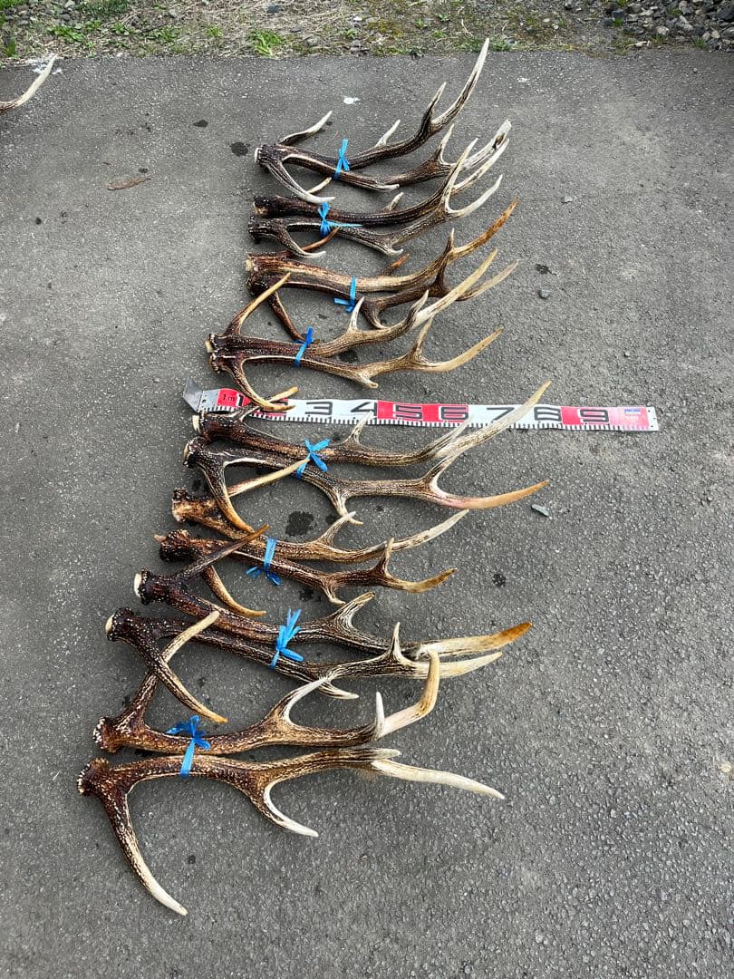 エゾシカのツノ　1