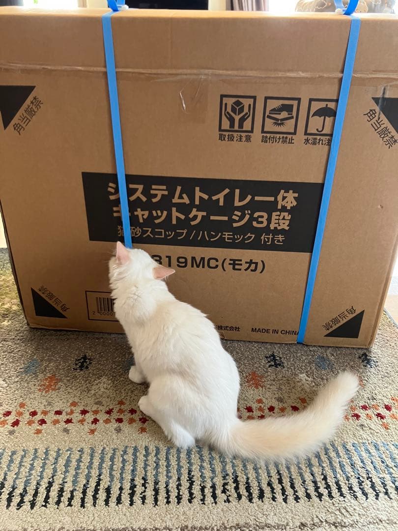 ボンビアルコン　ウッドワンサークル　キャット　ミニ　3ヶ月使用