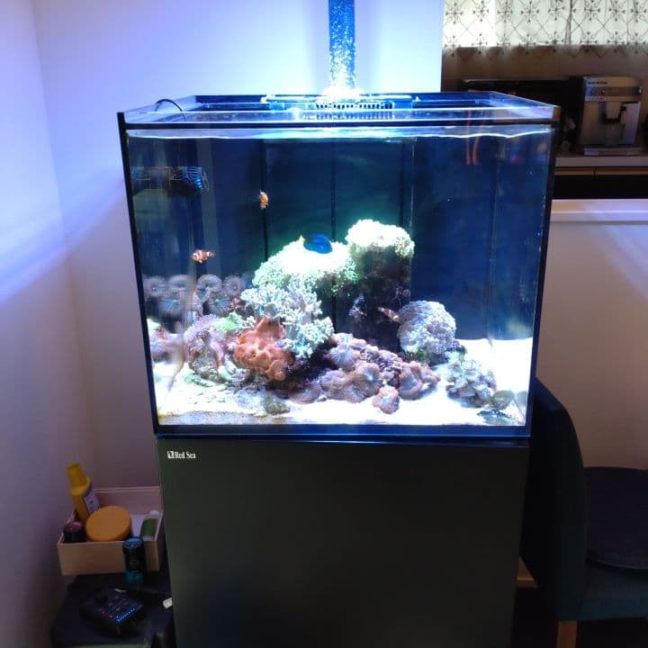 オーバーフロー水槽 中型 サンゴ 魚