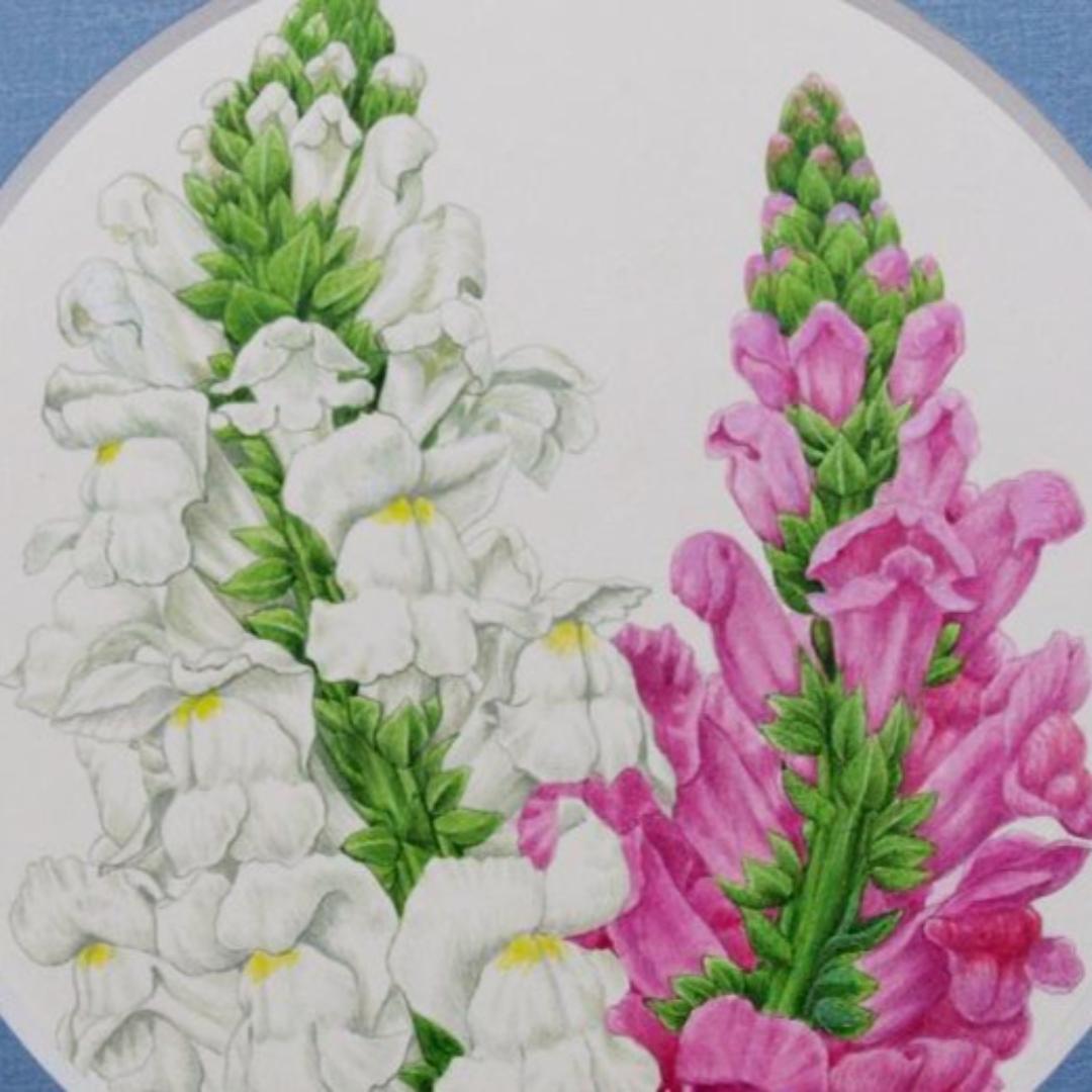 【絵画】ボタニカルアート　「キンギョソウ」原画