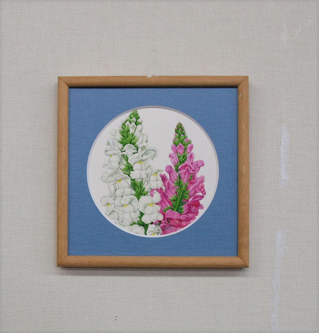 【絵画】ボタニカルアート　「キンギョソウ」原画